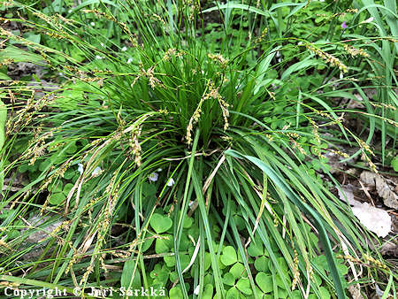 Carex digitata, sormisara